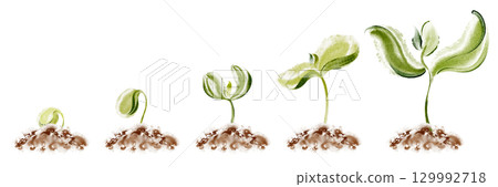 Sequential stages of seedling germination and growth shown in watercolor illustration. Concept of agriculture, gardening, and plant development process on white background. Sequential stages of seedling germination and growth shown in watercolor illustration. Concept of agriculture, gardening, and plant development process on white background. 129992718