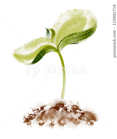 Watercolor illustration of seedling germination stage in soil. Depicts sprout, leaf, seed, and growth cycle. Isolated botanical image for agriculture, ecology, and gardening concepts. Watercolor illustration of seedling germination stage in soil. Depicts sprout, leaf, seed, and growth cycle. Isolated botanical image for agriculture, ecology, and gardening concepts. 129992719