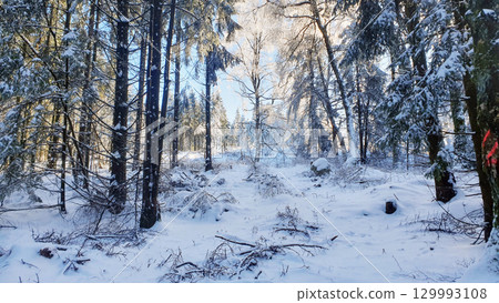 Sunlight in winter forest. Much trees covered with snow and ice in cold weather. Sunlight in winter forest. Much trees covered with snow and ice in cold weather. 129993108