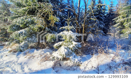 Sunlight in winter forest. Much trees covered with snow and ice in cold weather. 129993109
