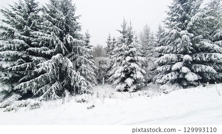 Sunlight on green trees in winter forest. Much snow and ice on the spruce branches in cold weather. Sunlight on green trees in winter forest. Much snow and ice on the spruce branches in cold weather. 129993110