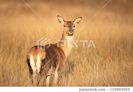 Portrait of a red deer hind standing in autumn meadow 129993959