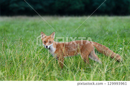 Close-up of a playful young red fox standing on green grass in a meadow Close-up of a playful young red fox standing on green grass in a meadow 129993961