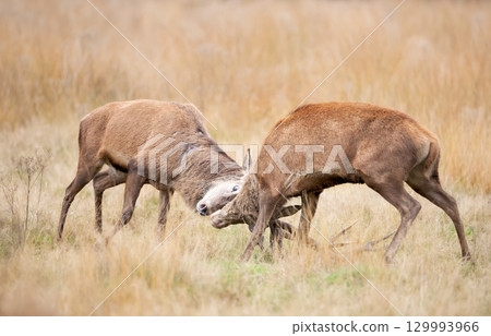 Two red deer stags fighting during rut in autumn Two red deer stags fighting during rut in autumn 129993966
