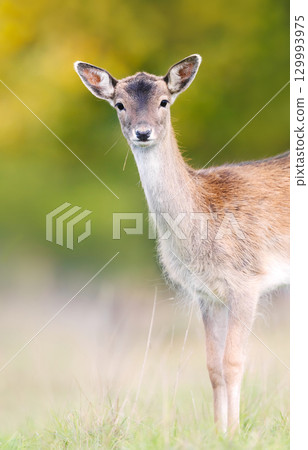 Portrait of a young fallow deer standing in a meadow 129993975