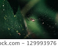 Spider in web against a green background in close-up details 129993976