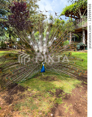 Peacock displaying its colorful tail feathers in full span. Wildlife, beauty, nature and observation of animal courtship in outdoor habitat. Peacock displaying its colorful tail feathers in full span. Wildlife, beauty, nature and observation of animal courtship in outdoor habitat. 129994408