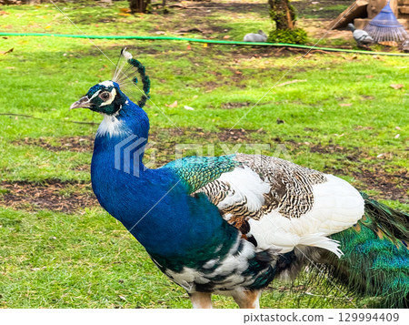 Peacock walking across the grass with folded tail. Wildlife, beauty, nature and animal observation in an outdoor environment. 129994409