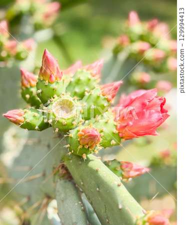Opuntia or prickly pear cactus branch with pink buds and open flowers. Botany, nature, growth and observation of blooming flora in outdoor environment. Opuntia or prickly pear cactus branch with pink buds and open flowers. Botany, nature, growth and observation of blooming flora in outdoor environment. 129994413