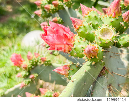 Opuntia or prickly pear cactus branch with pink buds and open flowers. Botany, nature, growth and observation of blooming flora in outdoor environment. 129994414