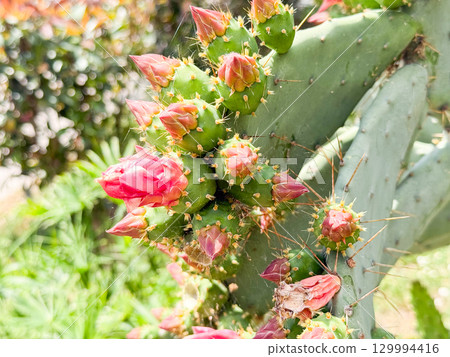 Opuntia or prickly pear cactus. Closeup of cactus with clustered buds and blossoms. Nature, botany, flora and observation of blooming growth in outdoor habitat. 129994416