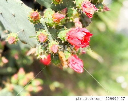 Opuntia or prickly pear cactus branch with pink buds and open flowers. Botany, nature, growth and observation of blooming flora in outdoor environment. Opuntia or prickly pear cactus branch with pink buds and open flowers. Botany, nature, growth and observation of blooming flora in outdoor environment. 129994417