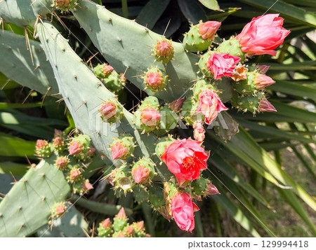 Opuntia or prickly pear cactus. Closeup of cactus with clustered buds and blossoms. Nature, botany, flora and observation of blooming growth in outdoor habitat. Opuntia or prickly pear cactus. Closeup of cactus with clustered buds and blossoms. Nature, botany, flora and observation of blooming growth in outdoor habitat. 129994418