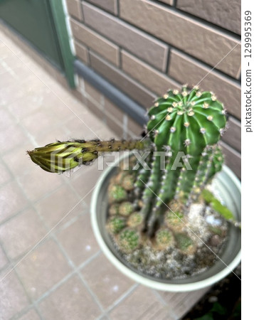 仙人掌花蕾 129995369