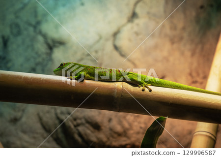 Madagascar day gecko on bamboo branch. Green gecko in terrarium in zoo. 129996587