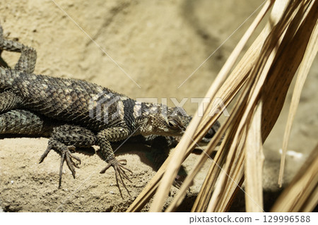 Desert Spiny Lizard, Sceloporus magister on sandstone. Pair of Spiny Lizard in terrarium in zoo. Desert Spiny Lizard, Sceloporus magister on sandstone. Pair of Spiny Lizard in terrarium in zoo. 129996588