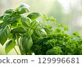 basil leaves in the garden 129996681