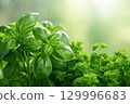 green leaves of fbasil in the garden 129996683