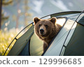 brown bear in the tent 129996685