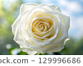 single white rose in the garden 129996686