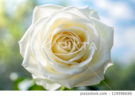 single white rose in the garden 129996686