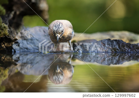 Beautiful picture the Eurasian jay (Garrulus glandarius). A passerine bird from crow family having bath in a deep forest. Wildlife scene from Czech republic 129997602