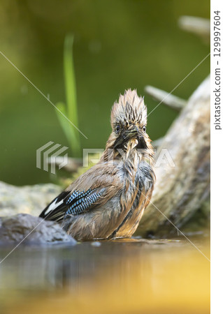 Beautiful picture the Eurasian jay (Garrulus glandarius). A passerine bird from crow family having bath in a deep forest. Wildlife scene from Czech republic 129997604