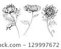 Set of chrysanthemums. Handmade ink illustration. For packaging design, cards, cover, prints, product labels and fabric. 129997672