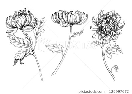 Set of chrysanthemums. Handmade ink illustration. For packaging design, cards, cover, prints, product labels and fabric. Set of chrysanthemums. Handmade ink illustration. For packaging design, cards, cover, prints, product labels and fabric. 129997672