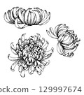 Set of chrysanthemums. Handmade ink illustration. For packaging design, cards, cover, prints, product labels and fabric. 129997674