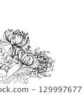Corner frame of chrysanthemums. Handmade ink illustration. For packaging design, cards, cover, prints, product labels and fabric. 129997677