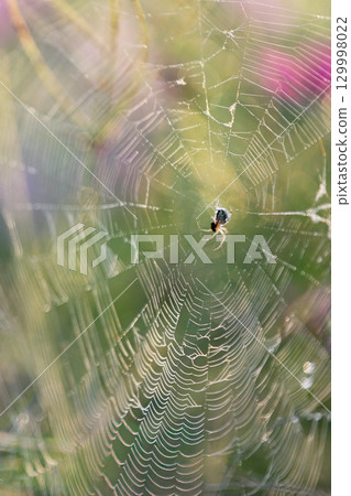 清晨露珠閃耀的藝術蜘蛛網 清晨露珠閃耀的藝術蜘蛛網 129998022