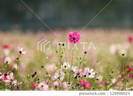 晴朗秋日裡的一片波斯菊田野，一朵美麗的花 129998023