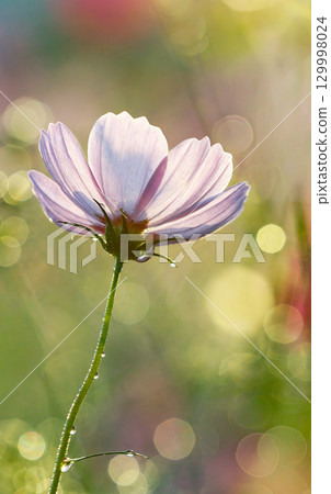 清晨露珠和背光中閃耀的淡色波斯菊 清晨露珠和背光中閃耀的淡色波斯菊 129998024