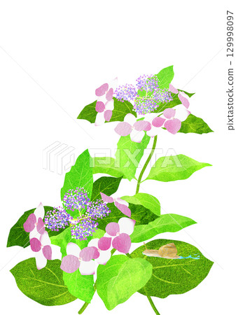 繡球花葉和緩慢移動的蝸牛拼貼插圖 繡球花葉和緩慢移動的蝸牛拼貼插圖 129998097