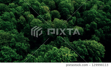 A dense green deciduous forest from a bird's eye view. Panorama A dense green deciduous forest from a bird's eye view. Panorama 129998113