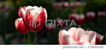 Close-Up of Red and White Tulip Bloom 129998380
