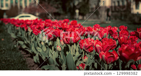 Red and White Tulips Blooming in Park Alley Red and White Tulips Blooming in Park Alley 129998382