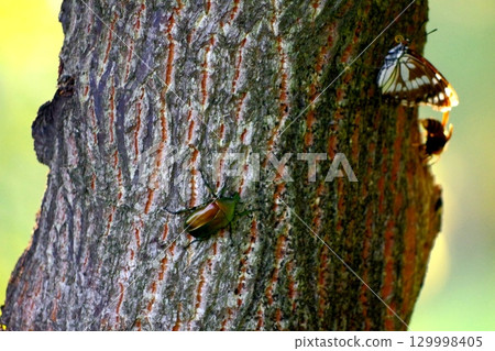 昆蟲聚集在樹液中 昆蟲聚集在樹液中 129998405