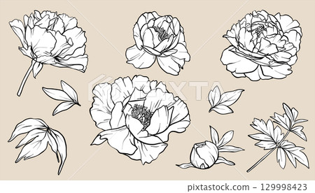 Peony line art vector set. eps10. Flower drawing in line art style. Floral Line Art. Peony sketch painted by black inks. Bouquet engraving for wedding invitations, save the date card and coloring page Peony line art vector set. eps10. Flower drawing in line art style. Floral Line Art. Peony sketch painted by black inks. Bouquet engraving for wedding invitations, save the date card and coloring page 129998423