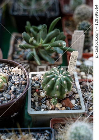 small cacti in pots small cacti in pots 129998664