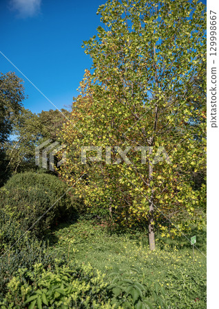 A tree in a forest A tree in a forest 129998667
