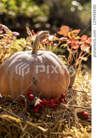 a large yellow pumpkin lies on hay outside a large yellow pumpkin lies on hay outside 129998680