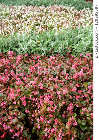 flowers grow on a flowerbed flowers grow on a flowerbed 129998697
