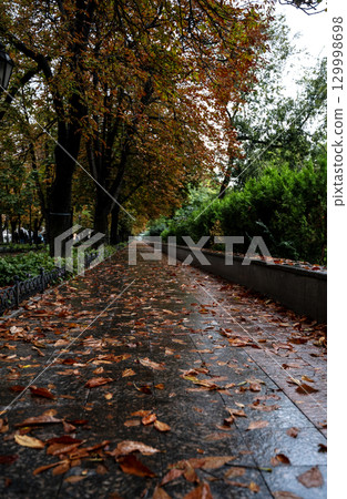 A large tree in a city A large tree in a city 129998698