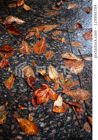 yellow chestnut leaves lie on a stone path yellow chestnut leaves lie on a stone path 129998704