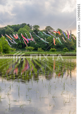 千葉縣香取市立花親愛公園水面上倒映的鯉魚旗 千葉縣香取市立花親愛公園水面上倒映的鯉魚旗 129998801