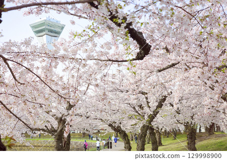 五棱郭塔與櫻花 129998900