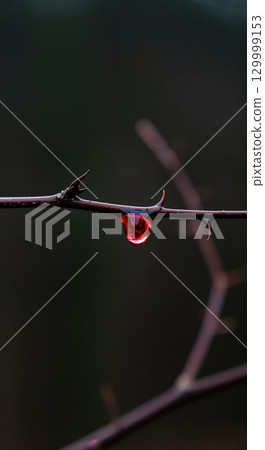 An intensely sharp macro view of a single vibrant red liquid droplet hanging from a thorny brown plant stem against a dark, blurred background. 129999153