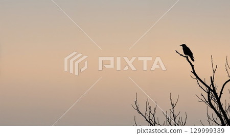A stark black crow is silhouetted, perched on a bare, twisted tree branch against a soft, gradient sky during dawn or dusk, offering ample copy space. 129999389